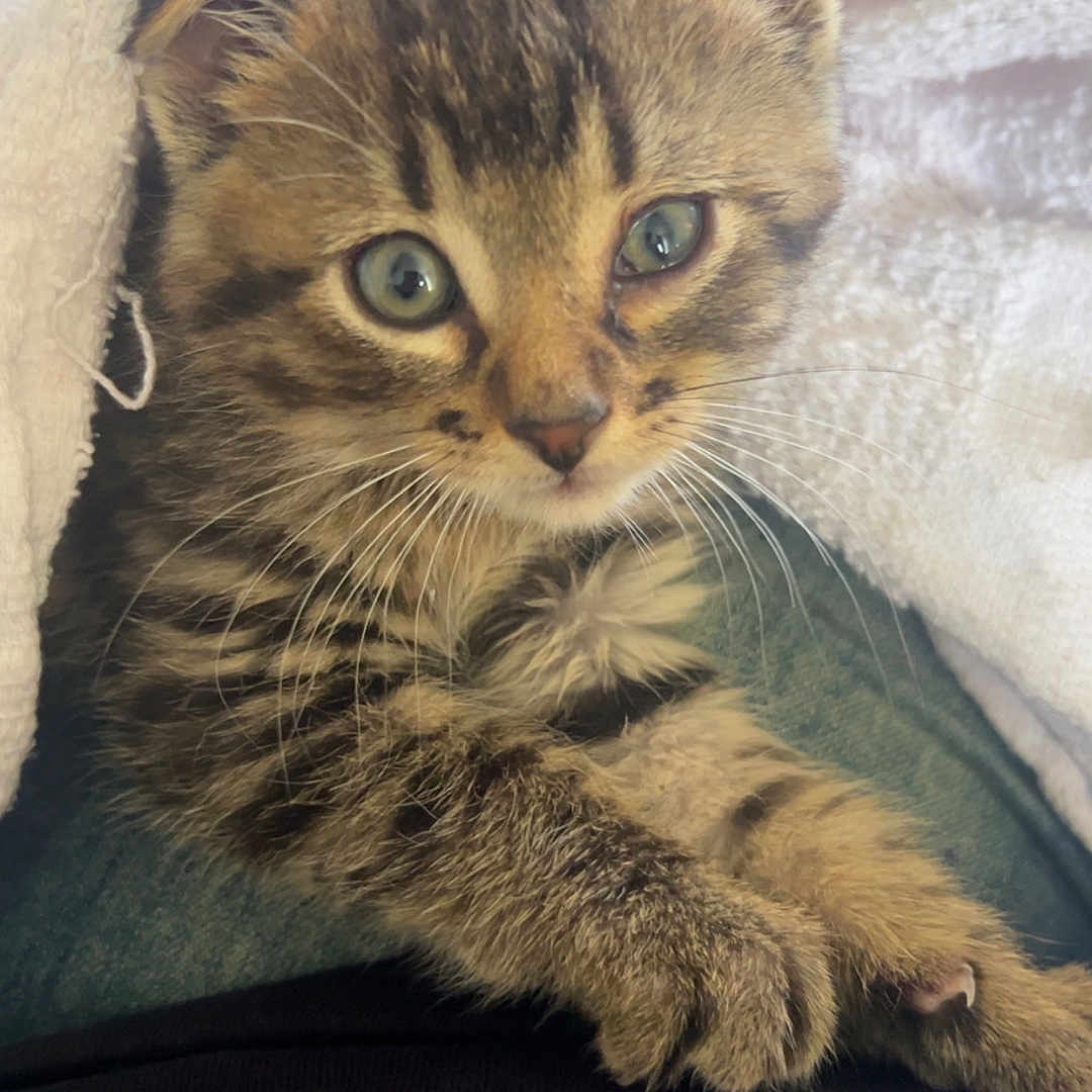 Mochi joined the competition — help win amazing prizes! animal, cat, closeup, cozy, curious, cute, eyes, feline, fur, indoor, kitten, paws, pet, resting, small, soft, tabby, towel, whiskers, young