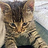 Mochi joined the competition — help win amazing prizes! adorable, animal, blanket, cat, closeup, cozy, curious, cute, feline, fur, indoor, kitten, paws, pet, sleepy, small, soft, tabby, whiskers, young
