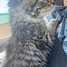 animal, car, cat, closeup, companionship, cute, domestic_animal, feline, fur, indoors, kitten, person, pet, portrait, seatbelt, side_view, soft_light, tabby, whiskers, young