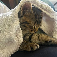 Mochi joined the competition — help win amazing prizes! adorable, animal, blanket, cat, closeup, comfort, cozy, cute, fur, indoors, kitten, paw, pet, relaxation, resting, sleeping, soft, tabby, texture, towel