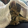 adorable, animal, blanket, cat, closeup, comfort, cozy, cute, fur, indoors, kitten, paw, pet, relaxation, resting, sleeping, soft, tabby, texture, towel