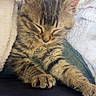 animal, cat, closeup, cozy, cute, domestic, feline, fur, indoor, kitten, paw, pet, resting, sleeping, small, soft, tabby, towel, whiskers, young
