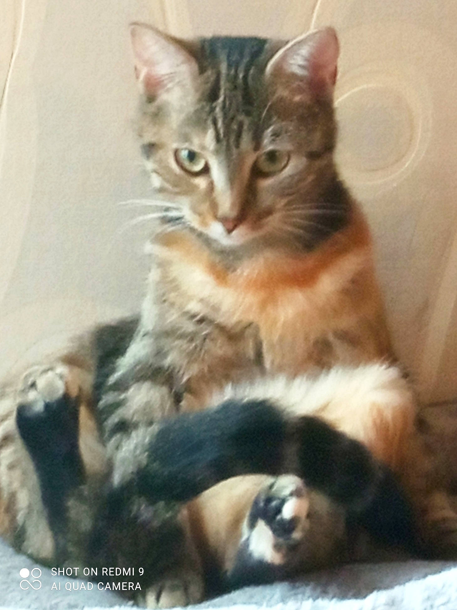 Stella a rejoint le concours — aidez-le/la à gagner de superbes lots ! carnivore, cat, cat_supply, claw, comfort, domestic_short_haired_cat, felidae, fur, paw, photo_caption, small_to_medium_sized_cats, snout, tail, terrestrial_animal, whiskers, wildlife