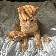 Luffy is registered to the contest to win money with this photo: cat, ginger_cat, pet, feline, animal, bed, white_bedspread, indoors, sunlight, paw, fur, cute, relaxed, sitting, whiskers, domestic_animal, cozy, soft_light, closeup, portrait