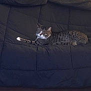 Nala joined the competition — help win amazing prizes! cat, tabby, sofa, couch, indoor, furniture, pet, animal, relaxed, striped, white_markings, laying, cozy, home, domestic, mammal, resting, feline, living_room, decor