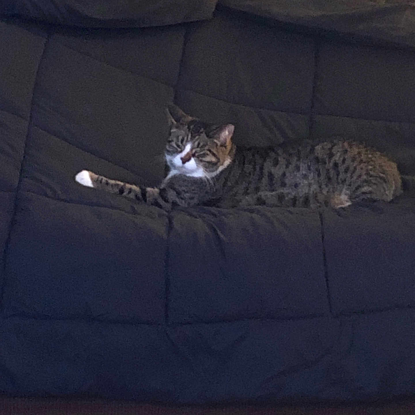 Nala joined the competition — help win amazing prizes! animal, cat, couch, cozy, decor, domestic, feline, furniture, home, indoor, laying, living_room, mammal, pet, relaxed, resting, sofa, striped, tabby, white_markings