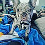 Chapo is registered to the contest to win money with this photo: dog, french_bulldog, puppy, blanket, bed, collar, tag, big_ears, wrinkled_face, close_up, portrait, indoors, window_blinds, pillow, cozy, pet, cute, nose, eyes, human_arm