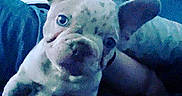 Chapo is registered to the contest to win money with this photo: bed, blanket, close_up, cuddling, curious, cute, dog, french_bulldog, grainy, hand, indoor, large_ears, low_light, pet, playful, portrait, puppy, snout, wide_eyes, wrinkled_face