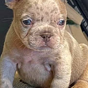 Chapo is registered to the contest to win money with this photo: puppy, dog, bulldog, canine, young_animal, pet, close_up, portrait, cute, fur, ears, paws, blanket, towel, indoor, homedecor, sitting, animal_face, whiskers, nose