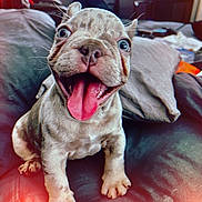 Chapo is registered to the contest to win money with this photo: dog, puppy, tongue_out, happy, smiling, close_up, portrait, sitting, paws, eyes, nose, whiskers, bed, pillow, blanket, indoor, pet, domestic_animal, playful, wide_eyes
