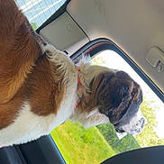 Sprout joined the competition — help win amazing prizes! dog, car, window, brown, white, fur, collar, outdoor, nature, grass, seat, interior, vehicle, sideview, pet, canine, looking, daylight, relaxed, travel
