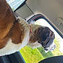 dog, car, window, brown, white, fur, collar, outdoor, nature, grass, seat, interior, vehicle, sideview, pet, canine, looking, daylight, relaxed, travel