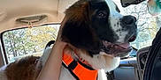 Sprout is registered to the contest to win money with this photo: dog, puppy, saint_bernard, orange_harness, car_interior, hand, pet, window, sunlight, seat, steering_wheel, cup, trees, daylight, happy, animal, fur, spot, nose, tongue