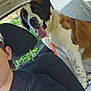 dog, saint_bernard, car, backseat, tongue_out, happy, pet, animal, seat, person_partial, black_shirt, cap, window, greenery, leash, collar, interior, daylight, fur, spot