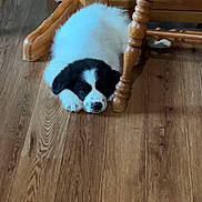 Bean joined the competition — help win amazing prizes! puppy, dog, sleeping, wooden_floor, chair_leg, black_and_white, pet, indoor, cozy, resting, cute, furry, animal, flooring, wood, peaceful, young_dog, domestic, calm, home