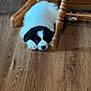 puppy, dog, sleeping, wooden_floor, chair_leg, black_and_white, pet, indoor, cozy, resting, cute, furry, animal, flooring, wood, peaceful, young_dog, domestic, calm, home