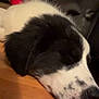 Bean is registered to the contest to win money with this photo: dog, sleeping, black_and_white, puppy, floor, wooden_floor, indoor, resting, couch, leather, furniture, pet, canine, closeup, face, snout, fur, animal, domestic_animal, quiet