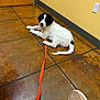 Bean joined the competition — help win amazing prizes! puppy, dog, leash, tile_floor, indoor, yellow_wall, door, footwear, shoe, black_and_white, curious, pet, animal, floor, young_dog, resting, cute, domestic_animal, companion, pet_leash