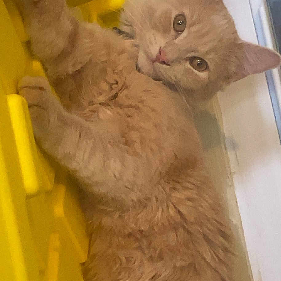 Simba