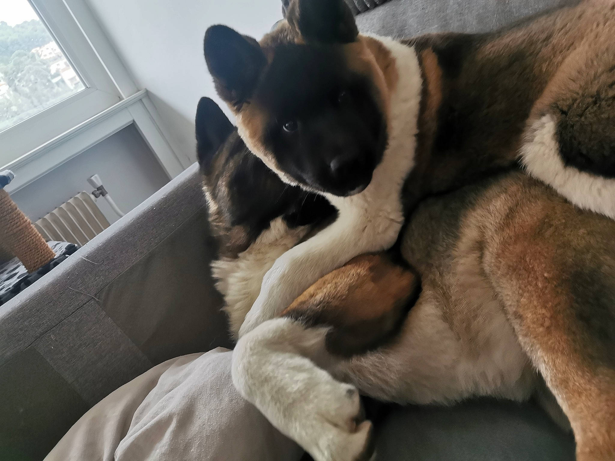 Tiya participe au concours pour gagner de l'argent avec cette photo : boston_terrier, canidae, carnivore, comfort, companion_dog, dog, dog_breed, fawn, fur, nap, non_sporting_group, paw, snout, sporting_group, tail, terrestrial_animal, whiskers, window, working_animal, working_dog