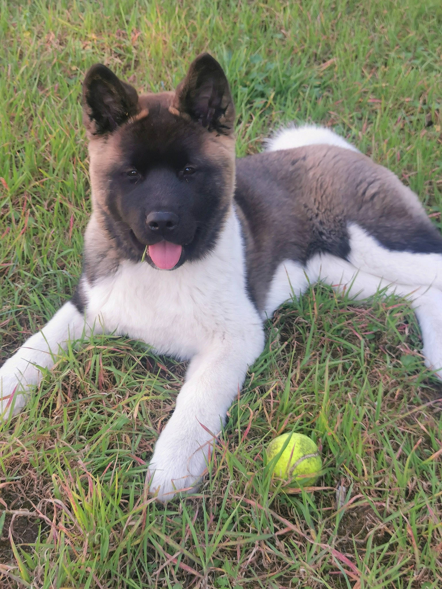 Tiya participe au concours pour gagner de l'argent avec cette photo : ball, carnivore, companion_dog, dog, dog_breed, foot, grass, non_sporting_group, plant, tail, terrestrial_animal, tree