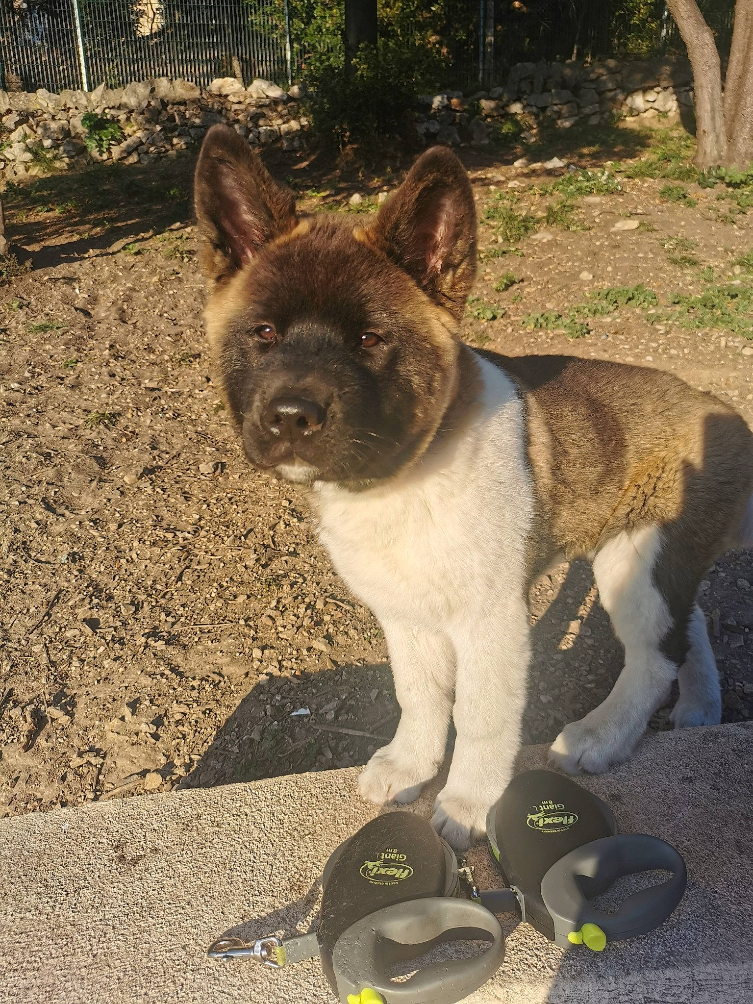 Tiya a rejoint le concours — aidez-le/la à gagner de superbes lots ! canidae, carnivore, companion_dog, dog, dog_breed, fawn, fence, foot, fur, grass, human_leg, plant, snout, soil, sporting_group, tail, terrestrial_animal, whiskers, wood, working_animal