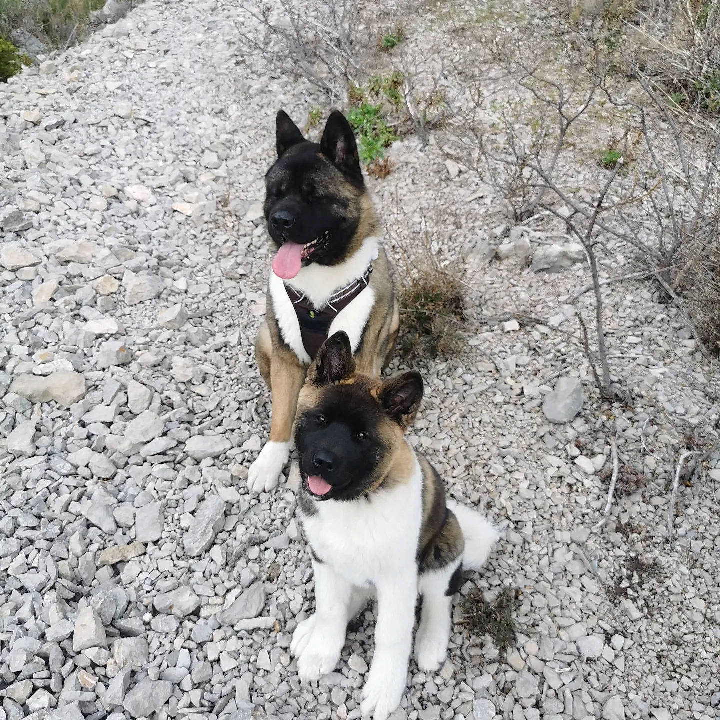 Tiya participe au concours pour gagner de l'argent avec cette photo : canidae, carmine, carnivore, collar, companion_dog, dog, dog_breed, dog_collar, fashion_accessory, fawn, grass, leash, pet_supply, plant, road_surface, snout, soil, sporting_group, tail, working_animal