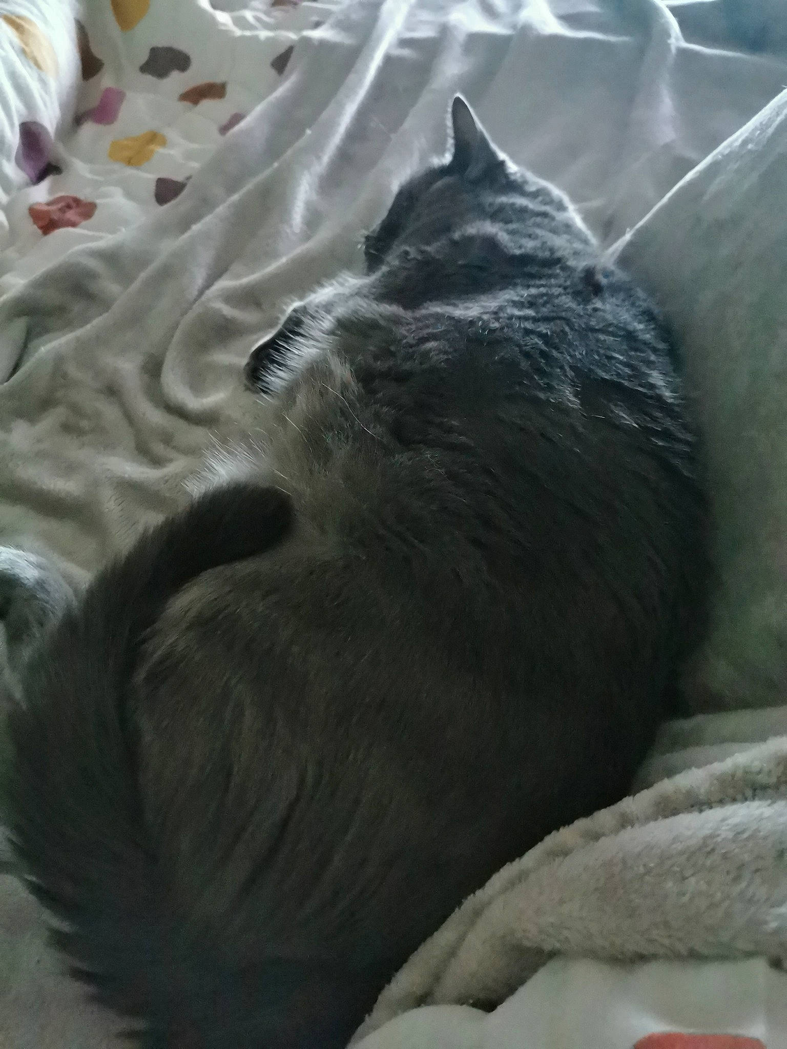 Naya participe au concours pour gagner de l'argent avec cette photo : carnivore, cat, chartreux, felidae, nap, nebelung, russian_blue, small_to_medium_sized_cats, snout, tail, whiskers