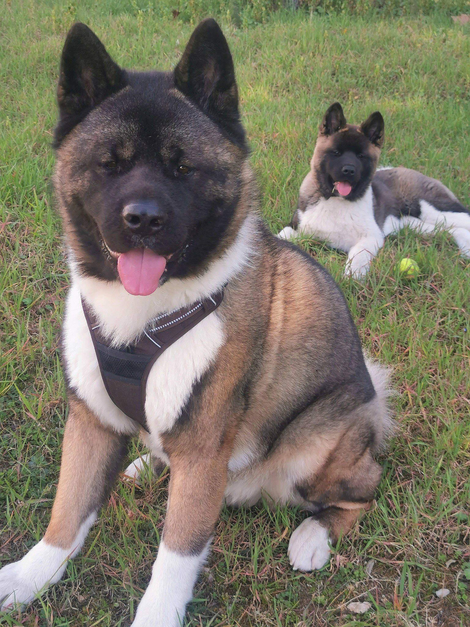 Ringo a rejoint le concours — aidez-le/la à gagner de superbes lots ! ancient_dog_breeds, canidae, carnivore, collar, companion_dog, dog, dog_breed, fawn, fur, grass, non_sporting_group, plant, snout, sporting_group, tail, terrestrial_animal, working_animal, working_dog