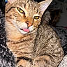 cat, tabby_cat, tongue_out, close_up, yellow_eyes, feline, pet, animal, fur, whiskers, ears, resting, cozy, blanket, indoor, cute, playful, domestic_cat, sleepy, face