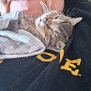 Tulip is registered to the contest to win money with this photo: animal, black_clothing, cat, close_up, cloth, comfort, cozy, face, fur, indoors, kitten, pattern, person, pet, rest, sleeping, snuggling, tabby, whiskers, yellow_text