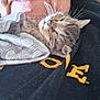 animal, black_clothing, cat, close_up, cloth, comfort, cozy, face, fur, indoors, kitten, pattern, person, pet, rest, sleeping, snuggling, tabby, whiskers, yellow_text