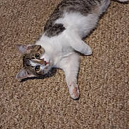 Leah joined the competition — help win amazing prizes! animal, carpet, cat, curious, cute, domestic_animal, ears, eyes, feline, fur, indoor, laying_down, looking, paws, pet, resting, tabby, whiskers, white_fur, young_cat