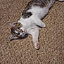 animal, carpet, cat, curious, cute, domestic_animal, ears, eyes, feline, fur, indoor, laying_down, looking, paws, pet, resting, tabby, whiskers, white_fur, young_cat