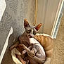 Ouktha participe au concours pour gagner de l'argent avec cette photo : sphynx_cat, cat, hairless, pet, window, sunlight, shadow, cat_bed, plush, cozy, wrinkled_skin, big_eyes, ears, paws, indoor, wallpaper, wooden_floor, portrait, lounging, curious_gaze