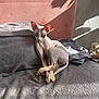 Ouktha a rejoint le concours — aidez-le/la à gagner de superbes lots ! sphynx_cat, hairless_cat, cat, pet, indoor, sofa, blanket, sunlight, shadow, ears, paws, wrinkles, relaxed, portrait, cozy, pink_headboard, electrical_outlet, curled_tail, grey_bedding, window_light