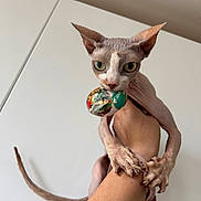 Ouktha participe au concours pour gagner de l'argent avec cette photo : sphynx_cat, cat, pet, hairless, toy_ball, human_hand, arm, watch, claws, green_eyes, ears, indoor, portrait, close_up, cling, stare, wrinkled_skin, tail, white_wall, foil_wrapping