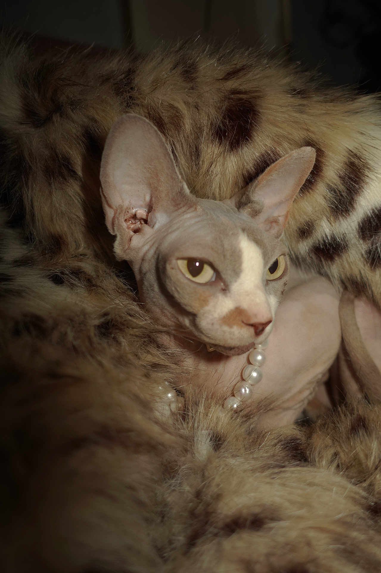 Ouktha a rejoint le concours — aidez-le/la à gagner de superbes lots ! cat, sphynx_cat, hairless_cat, pearls, necklace, faux_fur, fur, close_up, portrait, yellow_eyes, staring, ears, pet, indoor, cozy, luxury, texture, whiskers, facial_expression, animal