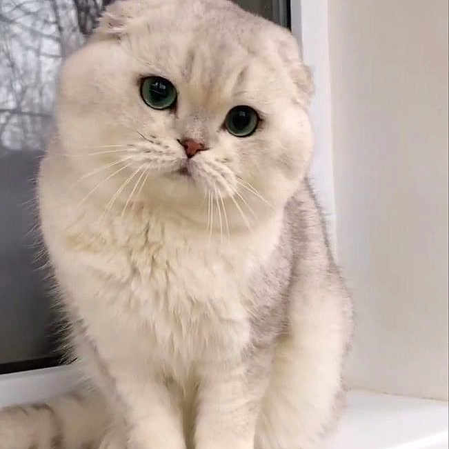 Coco Chanel is registered to the contest to win money with this photo: abyssinian, angora, animal, cat, kitten, manx, pet, siamese, snout, window, windowsill