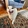 cat, white_cat, pet, animal, feline, portrait, close_up, wide_eyed, open_mouth, licking, whiskers, pink_nose, fluffy, standing, indoor, living_room, armchair, wooden_floor, floral_rug, home_decor