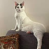 cat, white_cat, gray_markings, pet, animal, feline, sitting, lounging, sofa, couch, indoor, portrait, front_view, green_eyes, pink_nose, ears, whiskers, paws, cushion, home_decor