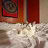 cat, white_cat, pet, animal, feline, bed, bedroom, bedding, rumpled_sheets, indoors, portrait, lying_down, sitting, ears, whiskers, blue_eyes, wall_art, colorful, cozy, photograph