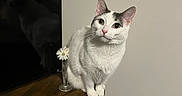 Nemo is registered to the contest to win money with this photo: cat, white_cat, gray_markings, pet, animal, sitting, portrait, indoors, wooden_cabinet, furniture, television, reflection, flower, daisy, vase, wooden_floor, wall, home, whiskers, upright_ears
