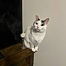 cat, white_cat, gray_markings, pet, animal, sitting, portrait, indoors, wooden_cabinet, furniture, television, reflection, flower, daisy, vase, wooden_floor, wall, home, whiskers, upright_ears