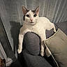 cat, white_cat, gray_markings, pet, animal, feline, indoors, armchair, cushion, curtain, lounging, sitting, dangling_paws, portrait, direct_gaze, green_eyes, pink_nose, fur, home, cozy
