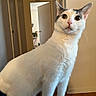cat, white_cat, gray_markings, pet, animal, feline, sitting, portrait, close_up, large_eyes, upright_ears, pink_nose, whiskers, fur, indoor, home, doorway, hardwood_floor, blanket, calm