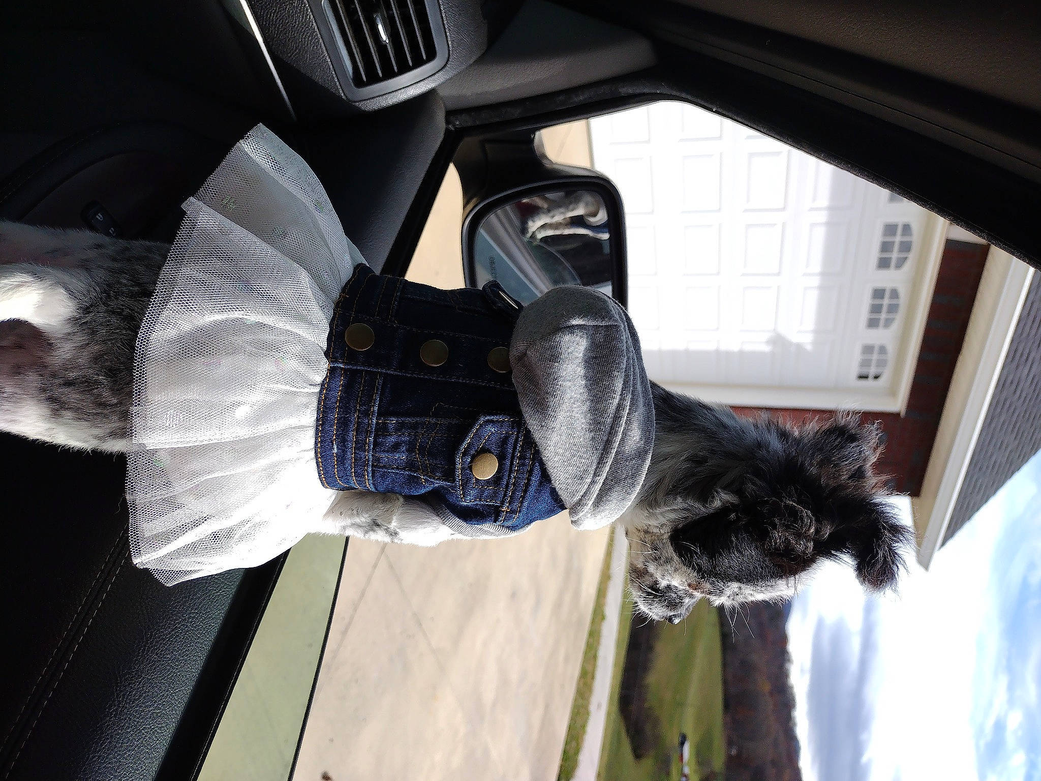 Tilly joined the competition — help win amazing prizes! auto_part, automotive_design, automotive_exterior, automotive_lighting, automotive_mirror, automotive_tire, bumper, glove, helmet, hood, motor_vehicle, personal_luxury_car, personal_protective_equipment, rear_view_mirror, rim, steering_wheel, vehicle, vehicle_door, window, windshield