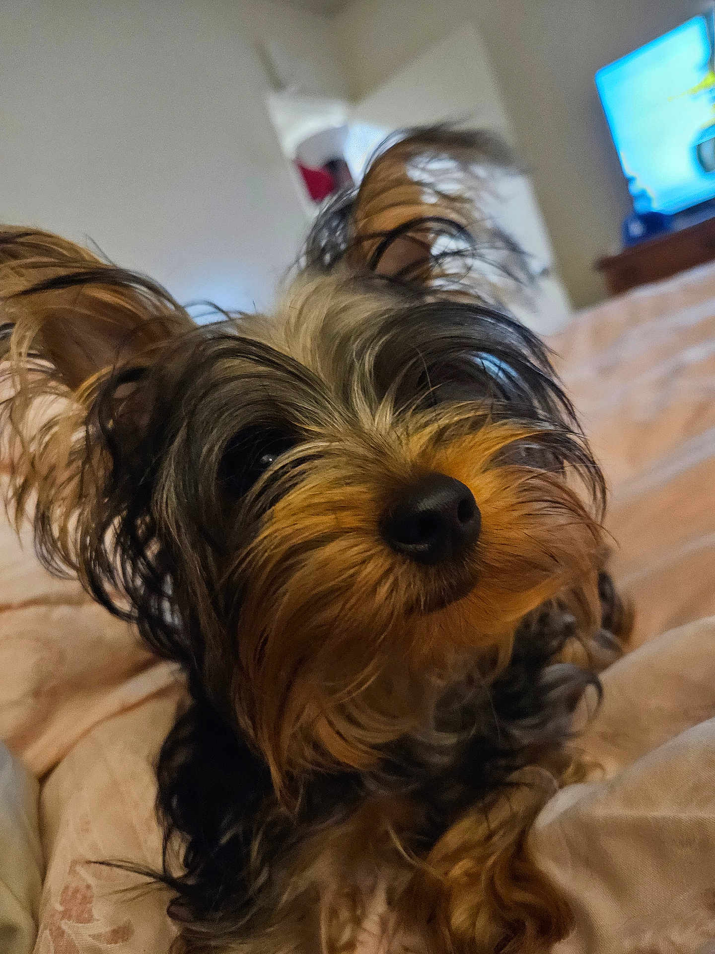 Bobo is registered to the contest to win money with this photo: dog, small_dog, pet, fur, ears, close_up, indoor, blanket, bed, cozy, animal, cute, muzzle, black_and_brown, long_fur, companion, domestic_animal, laying_down, household, relaxed