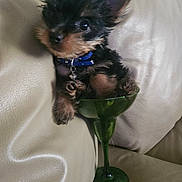 Biscuit is registered to the contest to win money with this photo: puppy, dog, small_dog, margarita_glass, green_glass, couch, leather_couch, pet, cute, fluffy, collar, blue_collar, indoor, cozy, animal, sitting, tiny, closeup, adorable, relaxed