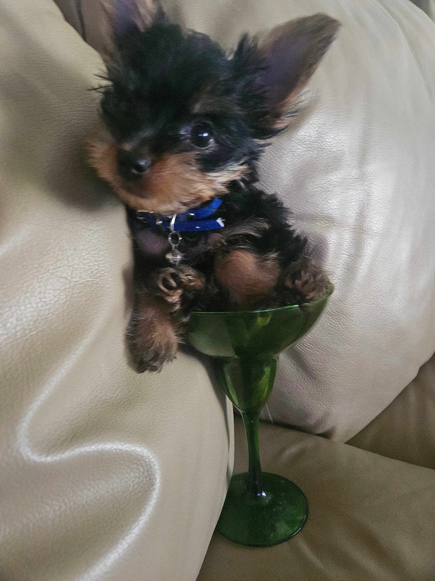 Biscuit is registered to the contest to win money with this photo: puppy, dog, small_dog, margarita_glass, green_glass, couch, leather_couch, pet, cute, fluffy, collar, blue_collar, indoor, cozy, animal, sitting, tiny, closeup, adorable, relaxed